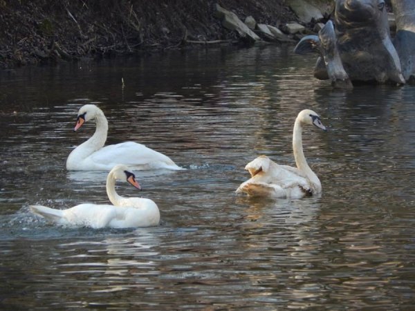 У Луцький зоопарк принесли поранених лелек. ФОТО  