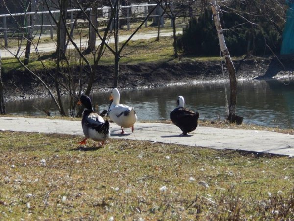 Хто парами, а ця трійця – нерозлучна)))