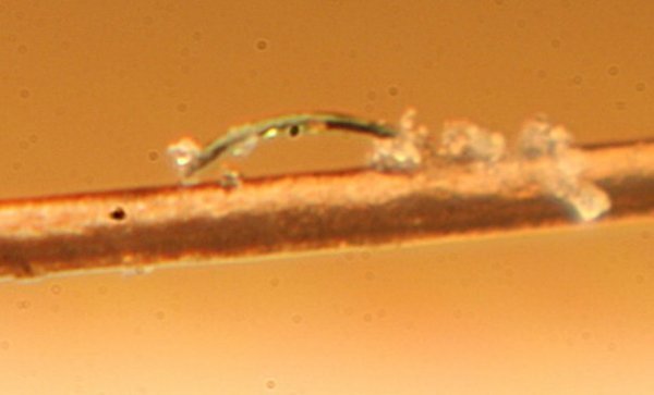 Якась бодяга на людській волосині