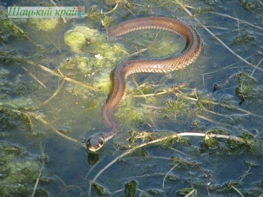 Проект згубив прибережну зону Люцимера.ФОТО