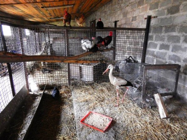 Лелека, який гуляв Луцьком, оселився у зоопарку