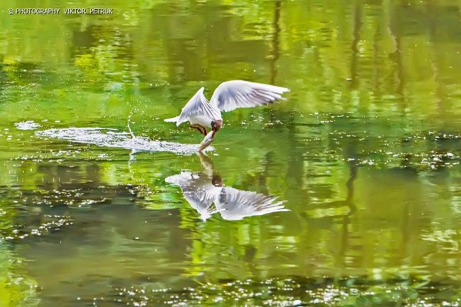 Луцький фотограф опублікував неймовірні світлини до Дня рибалки. ФОТО