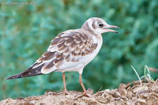 Луцький фотограф опублікував неймовірні світлини до Дня рибалки. ФОТО