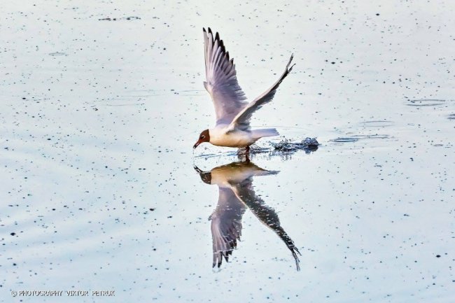 Луцький фотограф опублікував неймовірні світлини до Дня рибалки. ФОТО