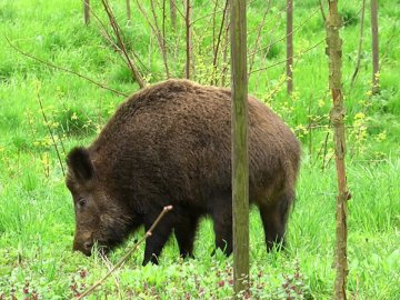 На Волині зафіксували випадок Африканської чуми свиней