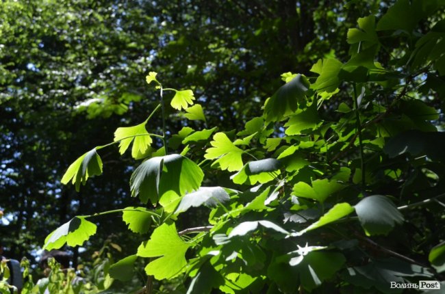 Еко-туризм «за крок» від Луцька: всі стежки ведуть до Воротнева