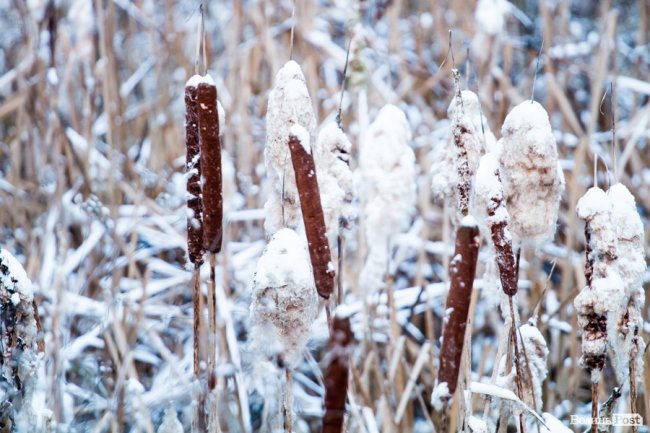 Парк 900-річчя Луцька під першим снігом. ФОТО