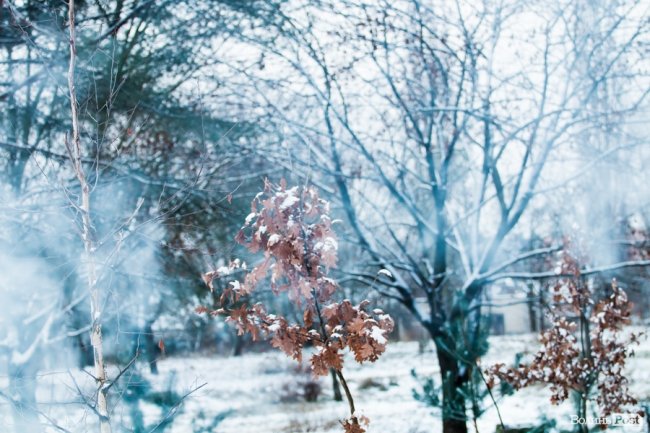 Парк 900-річчя Луцька під першим снігом. ФОТО