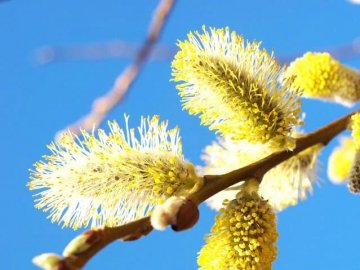 Погода на завтра, 12 березня, у Луцьку та Волинській області