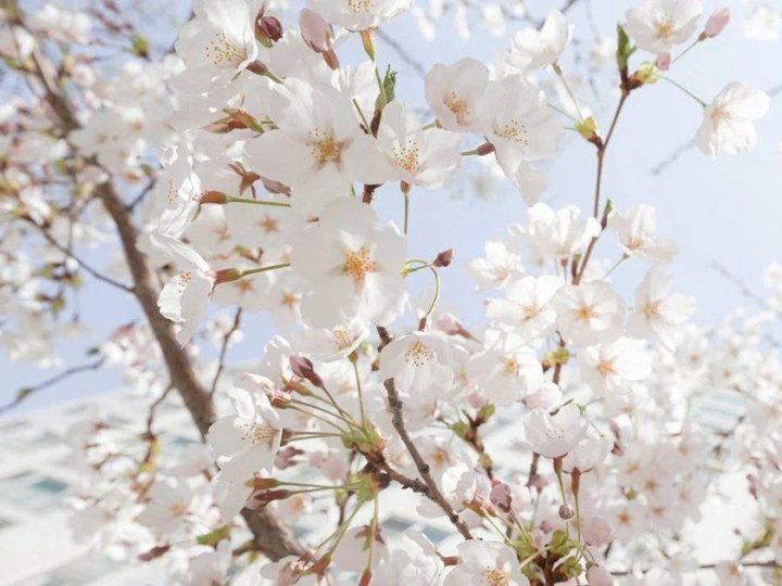 Не пропустіть момент: точна дата весняного рівнодення та початку астрономічної весни 2026 року