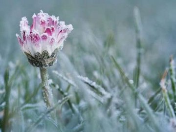 На вихідних на Волині очікують заморозки до -3 градусів