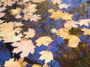 Погода на завтра, 24 вересня, у Луцьку