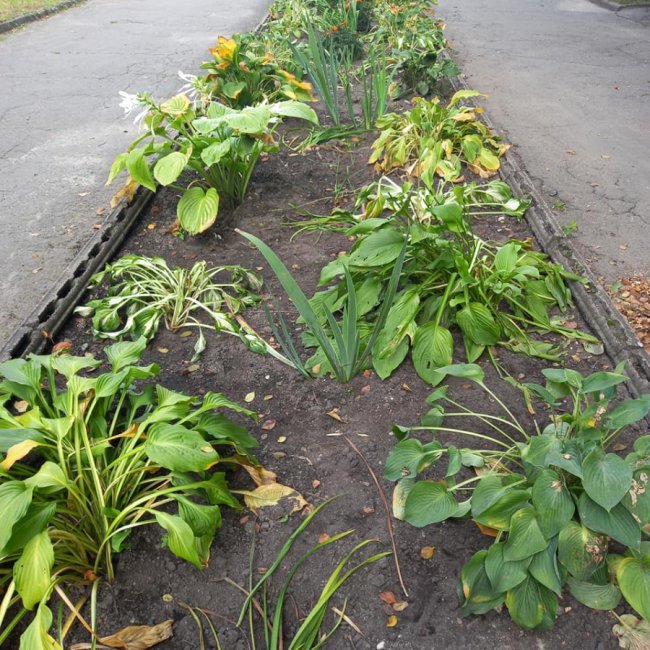 У ковельському парку хтось «свиснув» квіти з клумби