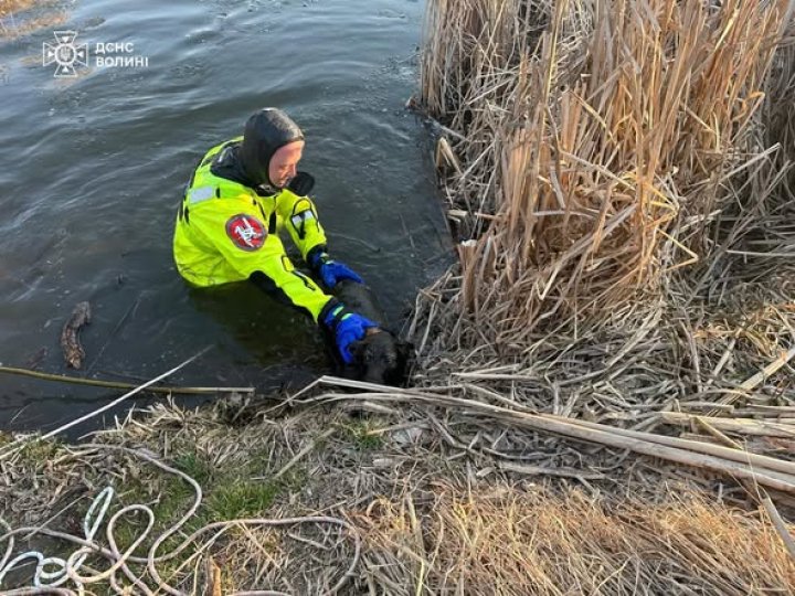 На Волині врятували собаку, який провалився під кригу