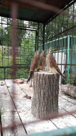 Луцький зоопарк опублікував зворушливі історії тварин, врятованих від смерті. ФОТО