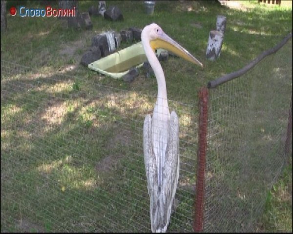 Як живе пелікан у луцькому зоопарку. ФОТО. ВІДЕО