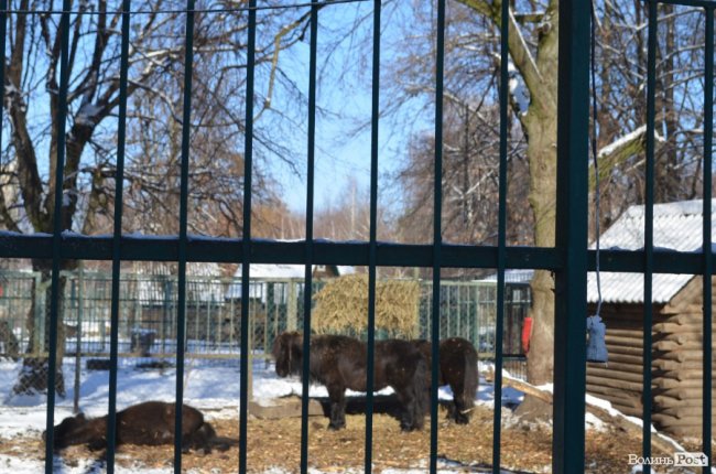 Ялинки лучан можуть стати паливом або «лісом» для ведмедів: що робити із новорічними деревами. ФОТО