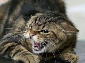 У селі на Волині скажений кіт покусав двох людей