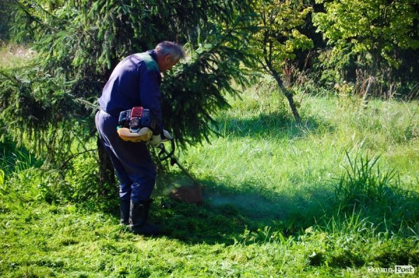 Частина підприємців проігнорувала толоку в луцькому парку. ФОТО