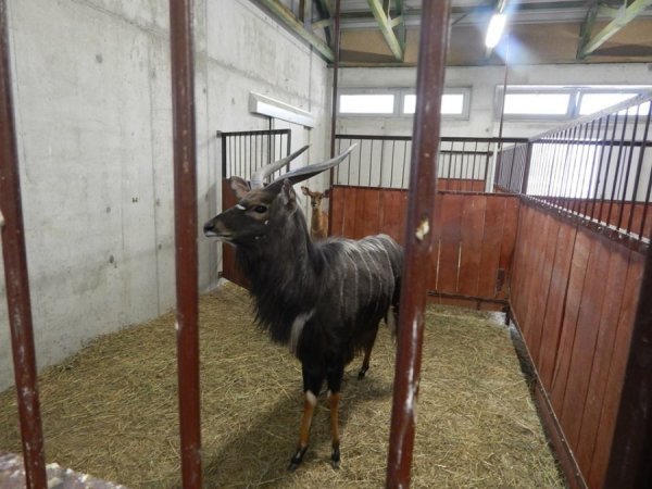 Зоопарк в Замості: погляд з Луцька. ФОТО