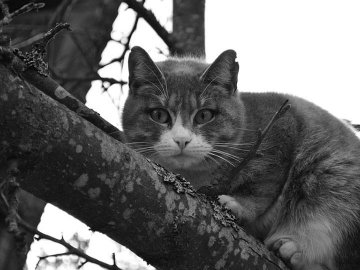 Третій за листопад випадок : в районі на Волині скажений кіт покусав пса