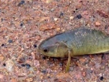 Австралійців нажахала риба, що має легені і загрожує екосистемі материка. ВІДЕО
