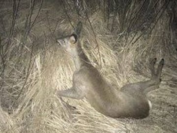 На трасі  Ковель-Луцьк водій збив косулю і втік.  ВІДЕО