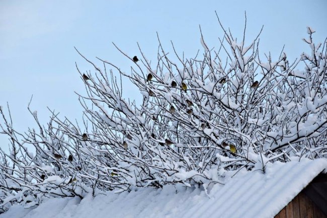 Калинові кетяги і заметені дерева: чудові фото снігопаду на Волині
