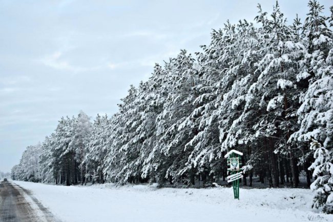 Калинові кетяги і заметені дерева: чудові фото снігопаду на Волині
