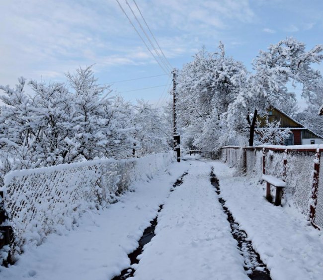 Калинові кетяги і заметені дерева: чудові фото снігопаду на Волині