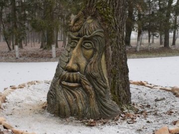 На Волині життя столітнього дуба врятували неймовірною скульптурою. ФОТО