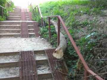 У Луцьку дерево заблокувало пандус. ФОТО