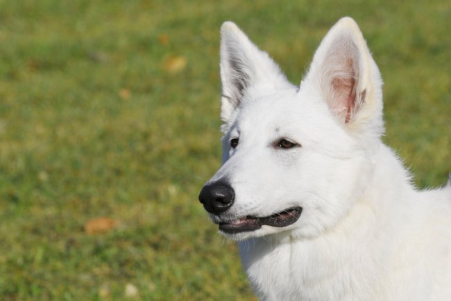 Луцький фотограф поділився світлинами з виставки собак