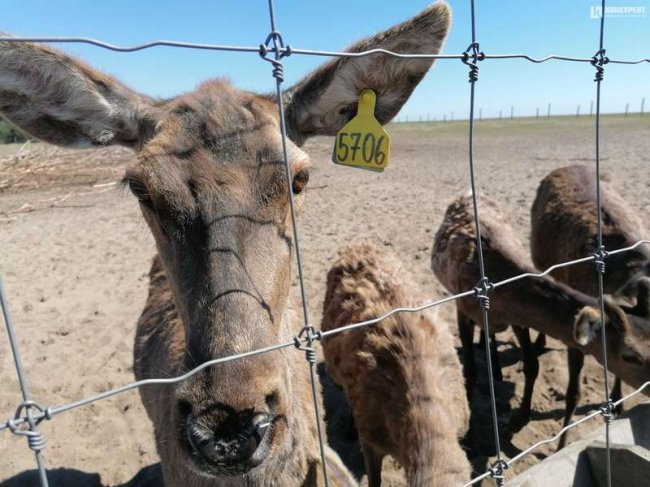 На унікальну волинську ферму привезли 200 оленів з Прибалтики. ФОТО