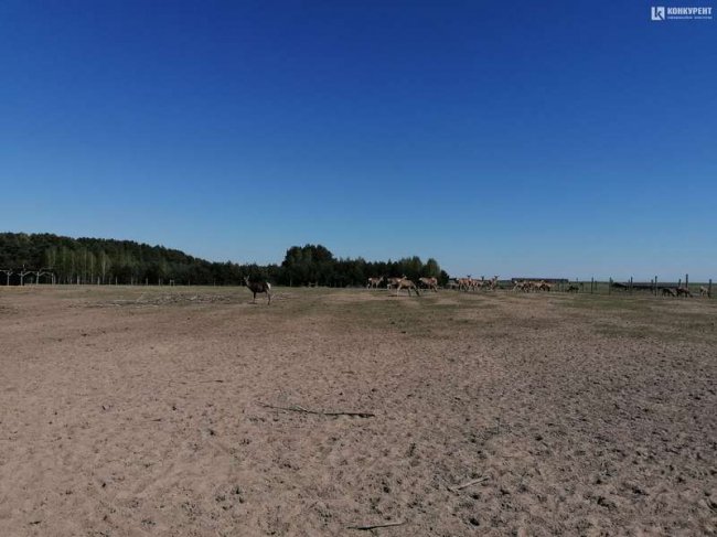 На унікальну волинську ферму привезли 200 оленів з Прибалтики. ФОТО