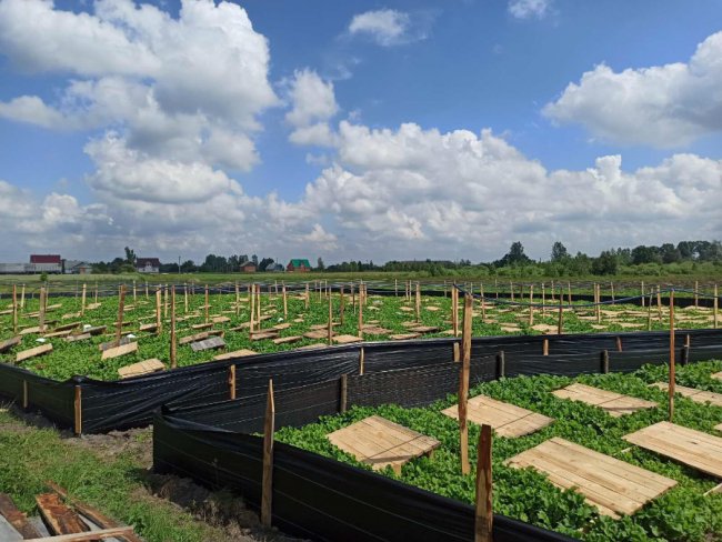 Волинянин робить бізнес на равликах. ФОТО