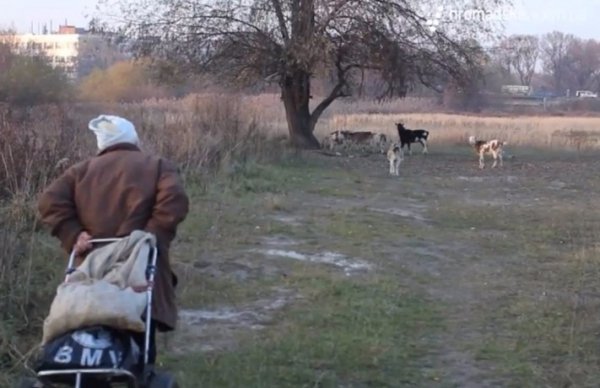 Лучанка вважає, що краще пасти кіз, ніж воювати. ВІДЕО