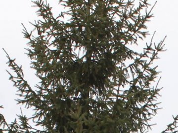 На Волині вкрали ялинку, яка росла у центрі містечка