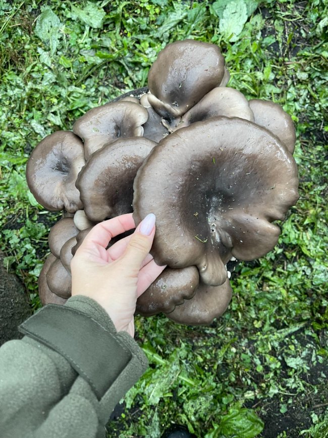 Найкраще гриб росте на пеньках: на Волині відновили вирощування гливи