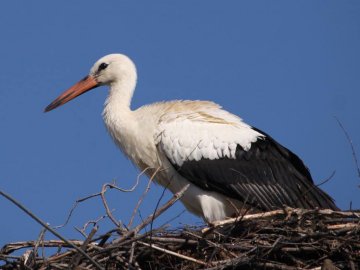 Молодий лелека позував волинському фотографу