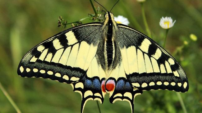 У нацпарку на Волині виявили одного з найгарніших метеликів України: нові локації
