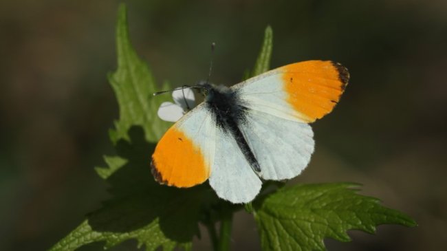 У нацпарку на Волині виявили одного з найгарніших метеликів України: нові локації