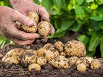 Як не прогадати з вибором картоплі на посадку*