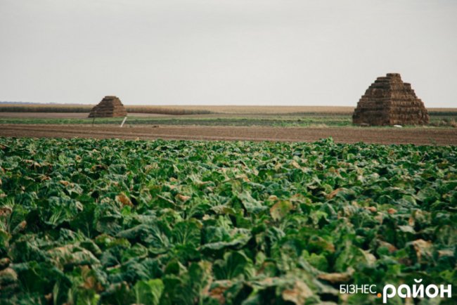 Як на Волині роблять бізнес на пекінській капусті