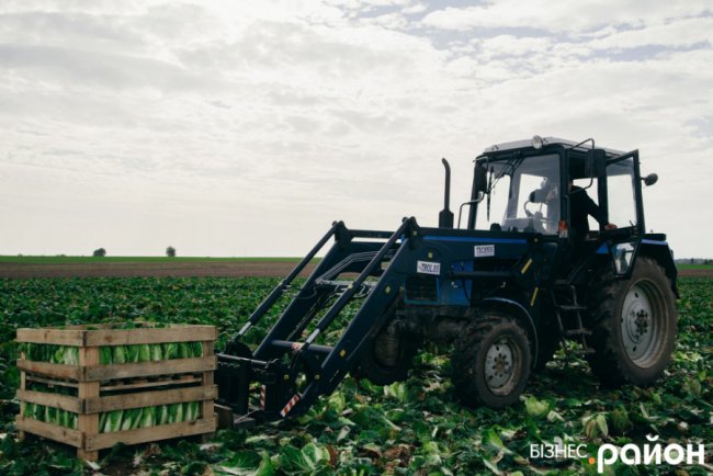 Як на Волині роблять бізнес на пекінській капусті