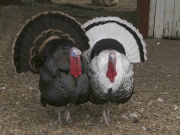 «Мисливці на індиків»: троє чоловіків з «автоматом» пограбували підприємця