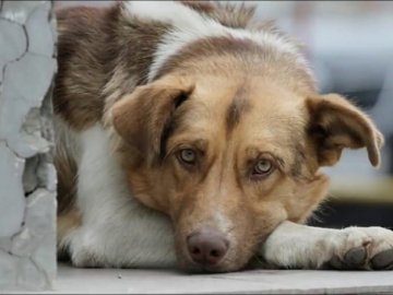 Як луцька волонтерка допомагає бездомним тваринам. ВІДЕО