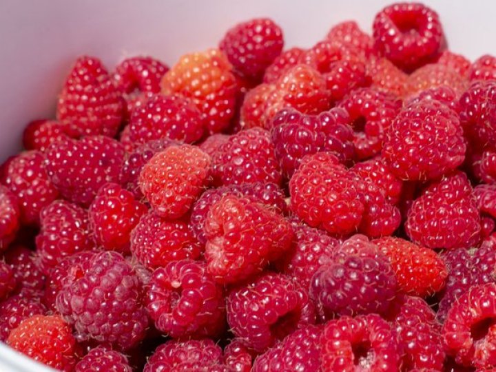 Спина каже «до побачення»: як у селі на Волині заробляють на вирощуванні малини. ВІДЕО