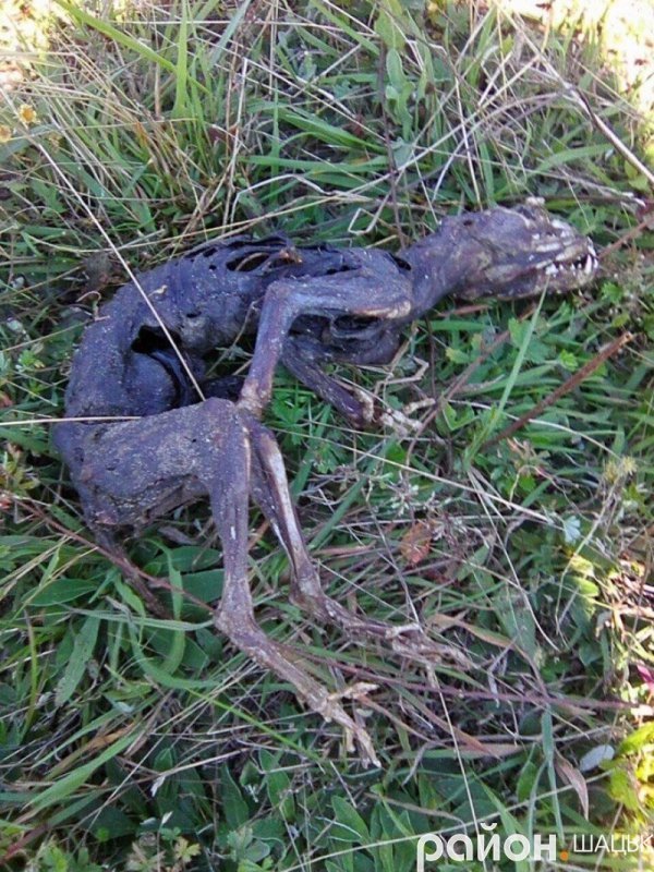 На Волині знайшли чупакабру? ФОТО