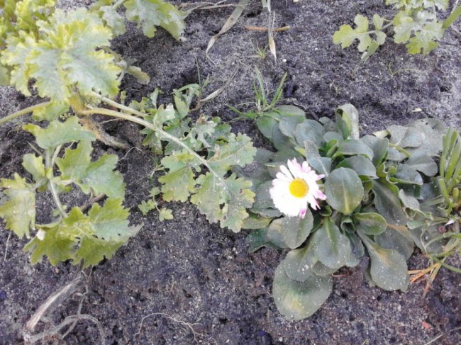 Тепла зима в Шацьку: квітнуть троянди та розпускаються бруньки